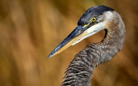 Great Blue Heron - bird, avian, blue, beautiful, photography, photo, wide screen, heron, animal, wildlife