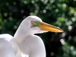 Islamorada Egret