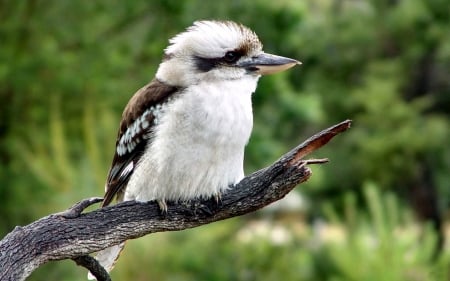 Australian Kookaburra F - bird, avian, kookaburra, beautiful, photography, photo, wide screen, animal, Australia, wildlife