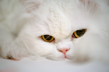 Bad day... - mood, animals, angry, cute, cat