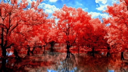 red leafed trees in a marsh - sky, autumn, trees, red, leaves, marsh