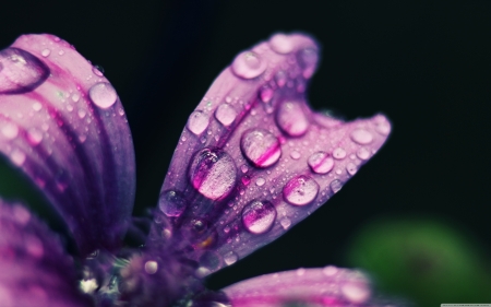 Purple daisy - nature, purple, rain, drop, daisy, dew, flower