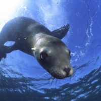 california sea lion