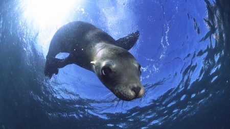 california sea lion - sea, lion, ocean, california