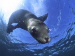 california sea lion