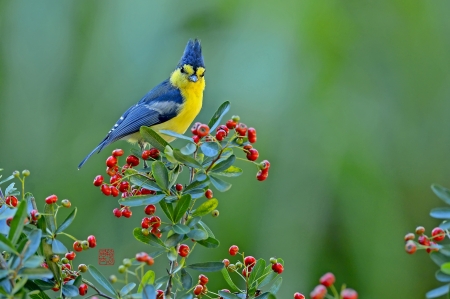 Bird - red, berry, pasare, bird, fruit, yellow, blue, green