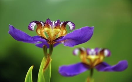 Iris - summer, flower, purple, iris, yellow, green