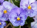 Pansies