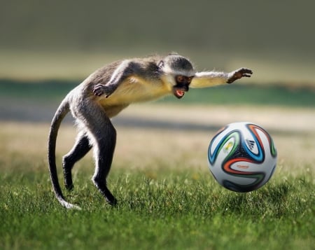 Passion for football - ball, monkey, animal, funny, football, green, grass