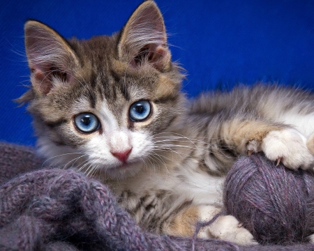 Kitten - cat, blue eyes, animal, wool ball, cute, pisica, kitten