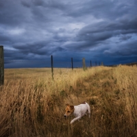 dog in a wheat field under stormy skies