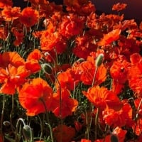 Poppy field at Sunset