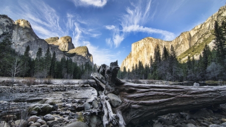 dead tree in yosemite park - river, dead, forest, mountains, tree, rocks, sky