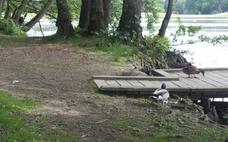 Ducks and a pond - ducks, lake, forest, birds