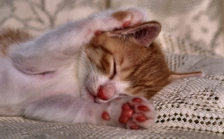 Yellow and White Sleeping Kitten - wide screen, animal, beautiful, photo, cat, sleeping, kitten, pet, photography, feline