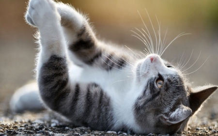 Cat Playing in the Sunlight F - wide screen, animal, pet, beautiful, photo, cat, photography, feline