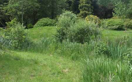 Tilgate Forest - forest, sussex, meadow, tilgate, green