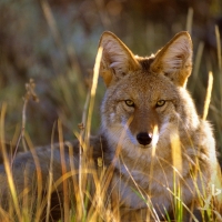 Coyote in Black Canyon of the Gunnison National Park Colorado United States