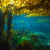 Giant kelp forest near San Clemente Island California