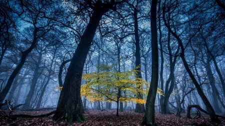 sapling in a misty forest - autumn, mist, sapling, forest, leaves