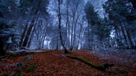 frosty branches in a forest - branches, autumn, forest, frost, leaves, fog