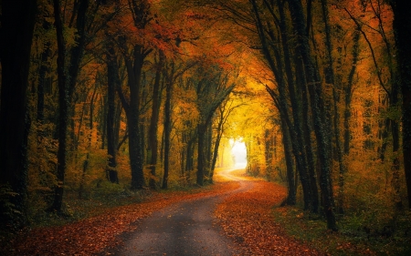 Autumn Road - nature, season, autumn, road, forest, leaves