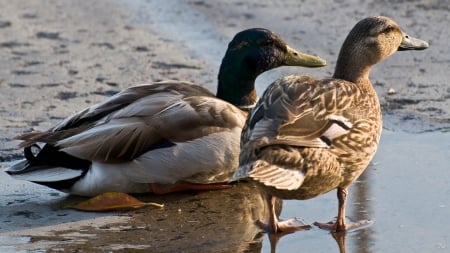 ducks on the shore - bird, duck, shore, beach