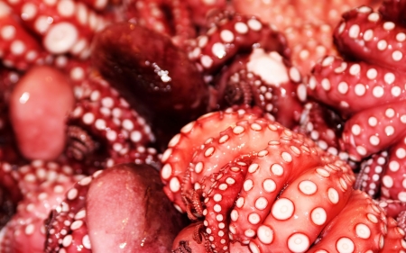 octopus close up - animal, tenticles, suction cup, octopus