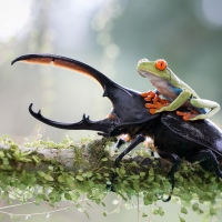 Frog riding a stag beetle