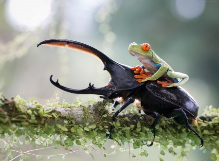 Frog riding a stag beetle - bokeh, frog, broasca, funny, black, stag beetle, situation, green, animal, orange