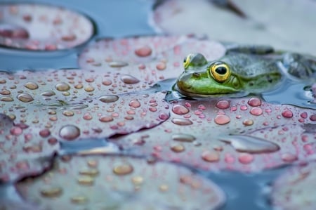 Frog - lake, pink, water drops, water, frog, green