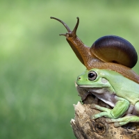 Snail riding a frog