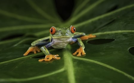 Frog - animal, green, orange, leaf, broasca, frog