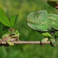 Frog vs. Chameleon