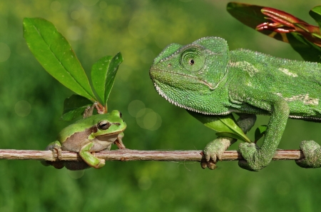 Frog vs. Chameleon - branch, animal, funny, green, situation, broasca, frog, chameleon