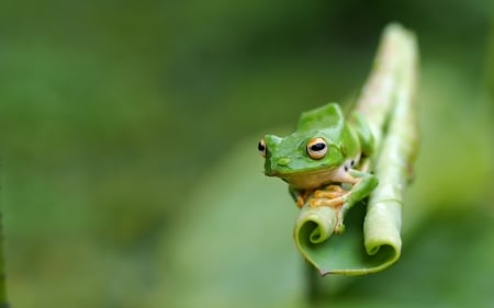 Frog - animal, green, leaf, broasca, frog