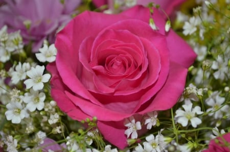 pink rose - love, pink, hope, dream, rose