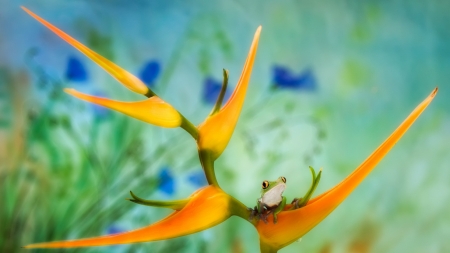 Frog - blue, broasca, frog, orange, green, flower, strelitzia