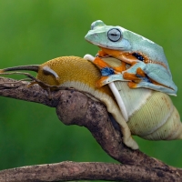 Frog riding a snail