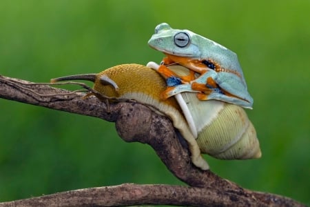 Frog riding a snail - snail, melc, situation, frog, broasca, orange, green, funny