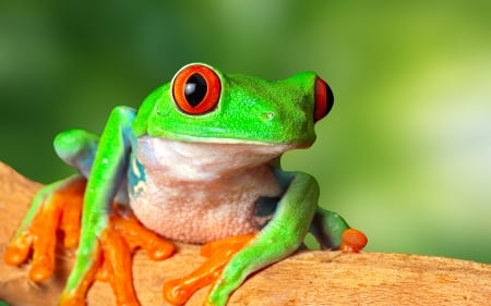 Frog - red eyes, frog, broasca, orange, green