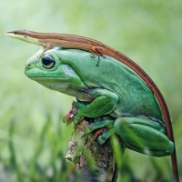 Lizard riding a frog