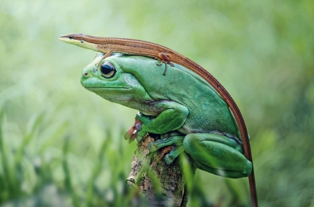 Lizard riding a frog - animal, funny, green, lizard, situation, broasca, frog, soparla