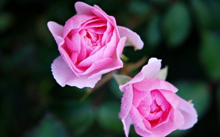 Roses - dew, water drops, green, rose, couple, flower, pink