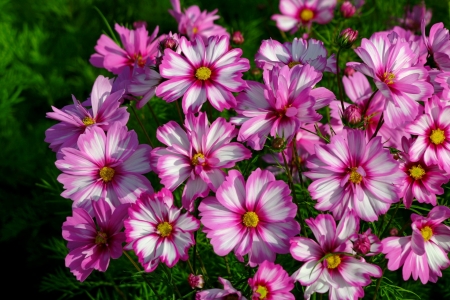 Pink flowers - pretty, pink, beautiful, flowers, garden, grass