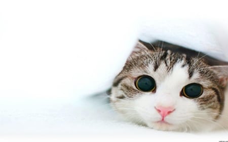 Under the soft white blanket - white, blanket, cat, soft