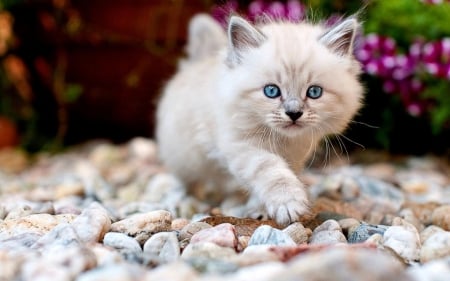 Cute Kitten - swee, stones, cute, kitty