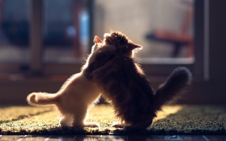 Fighting - cats, kit, fight, two