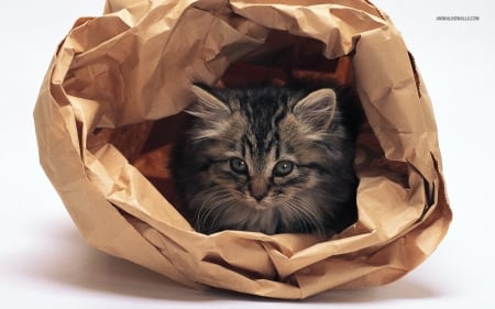 Hiding - paper, wrappe, kitty, cat