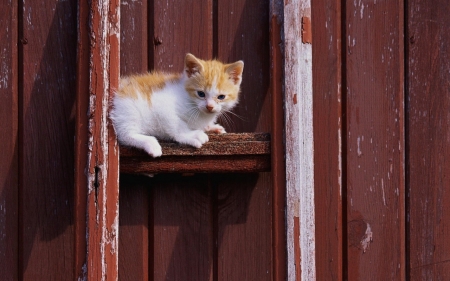 Naughty Kitten - ladder, cute, cat, kitty